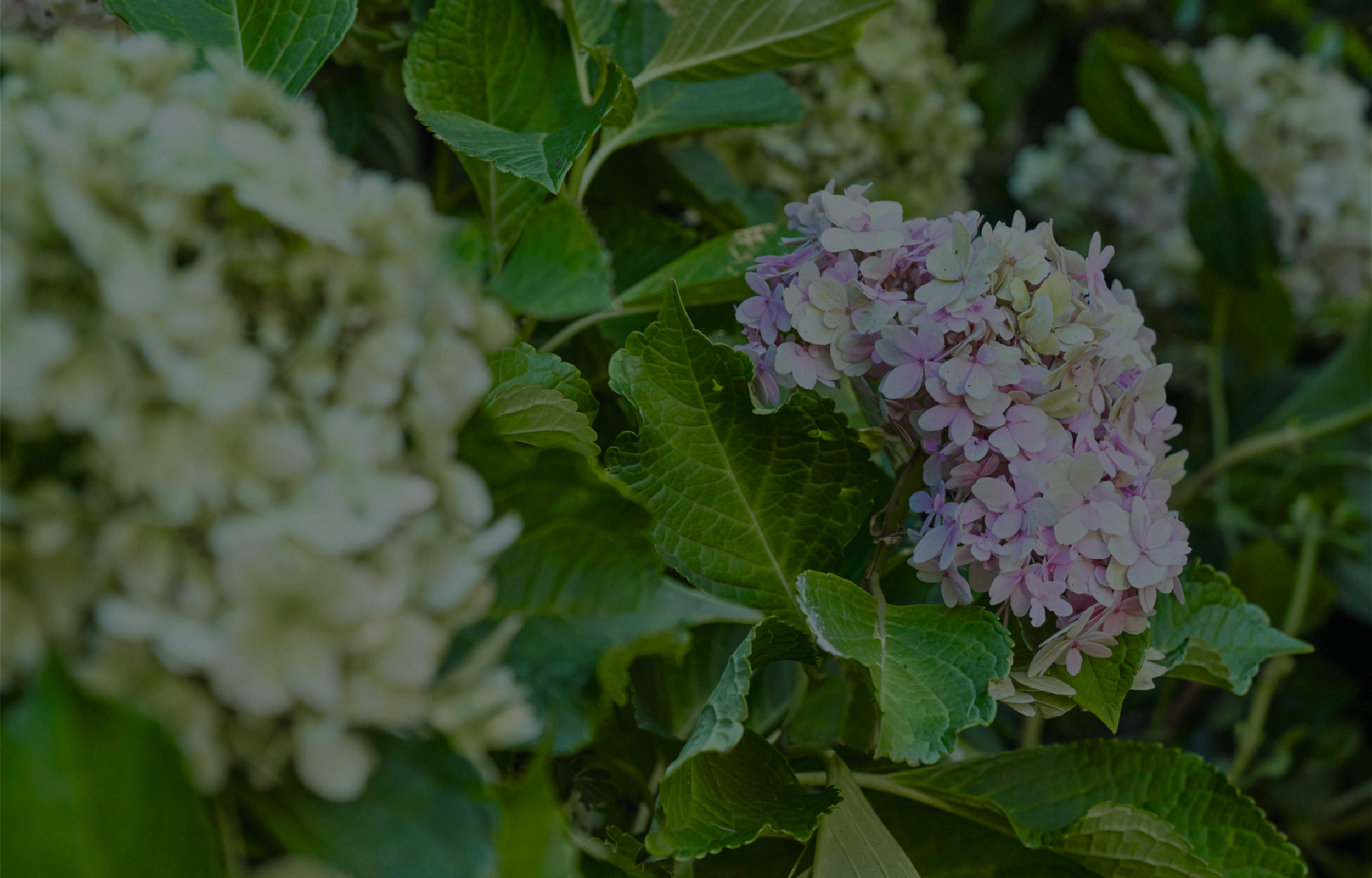 Un arbuste avec des hortensias blancs et violet clair