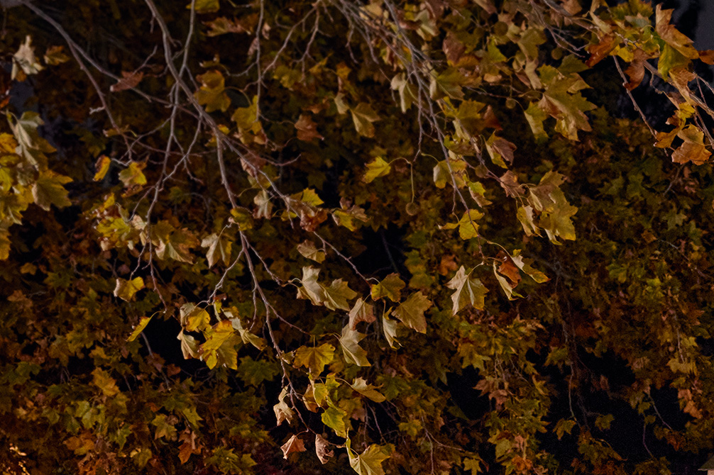 Nahaufnahme von Herbstblättern und Zweigen an einem Baum