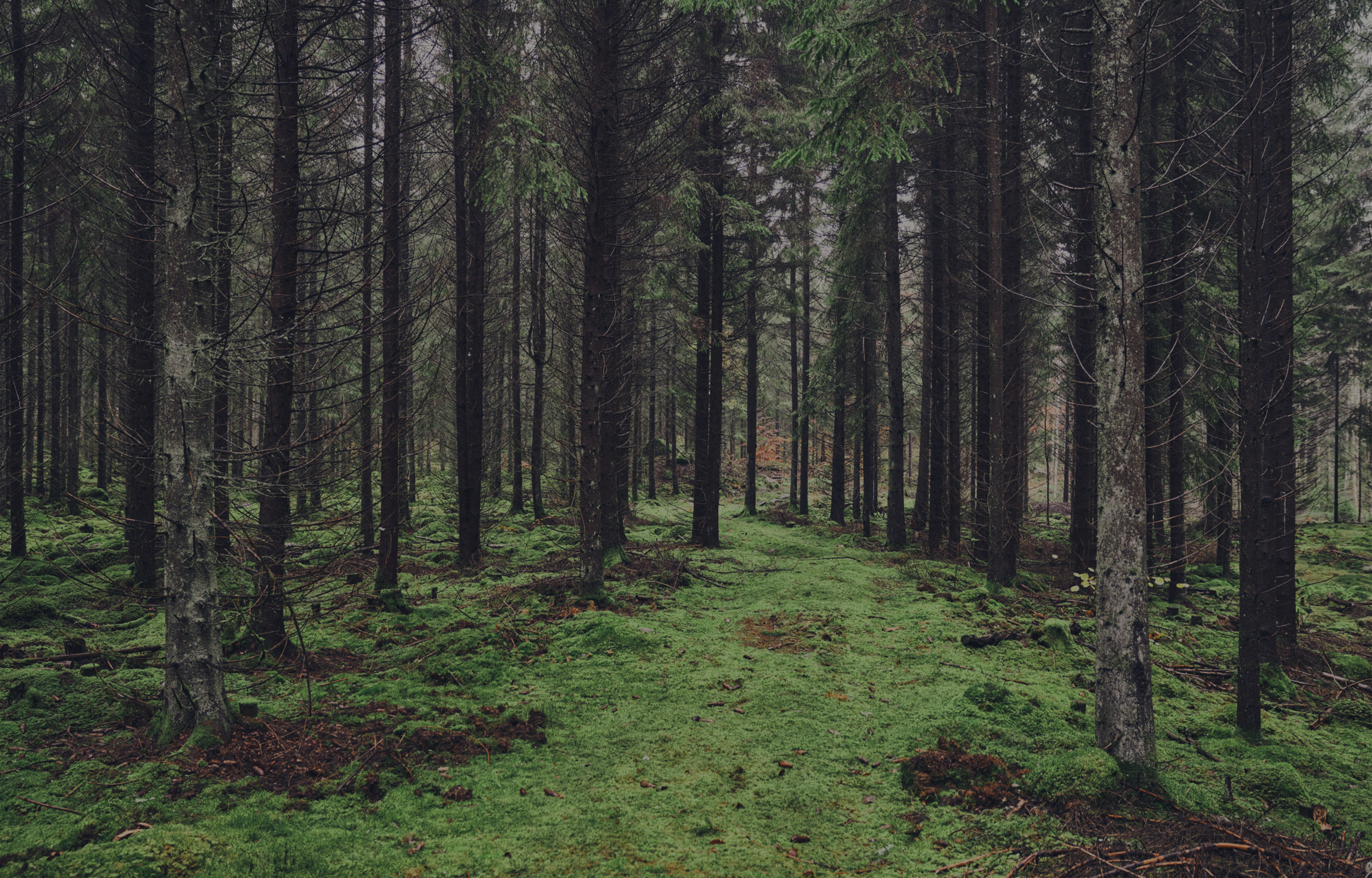 Wald mit Bäumen und Moos